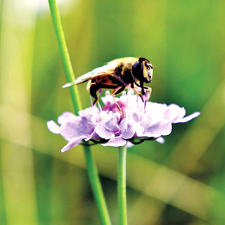 Freiwilliger Naturschutz funktioniert! Pressemitteilung der bayerischen Landschaftspflegeverbände und des Deutschen Verbands für Landschaftspflege e.V. (DVL)