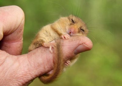 Haselmaus
