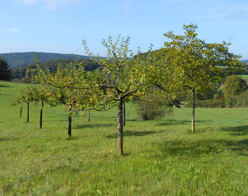 Streuobstwiesen