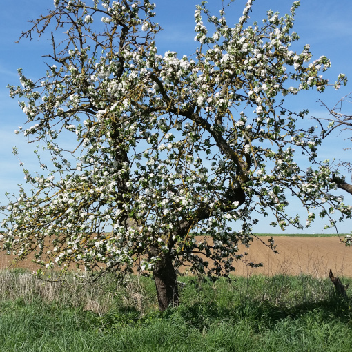 Betagtes Streuobst erhalten