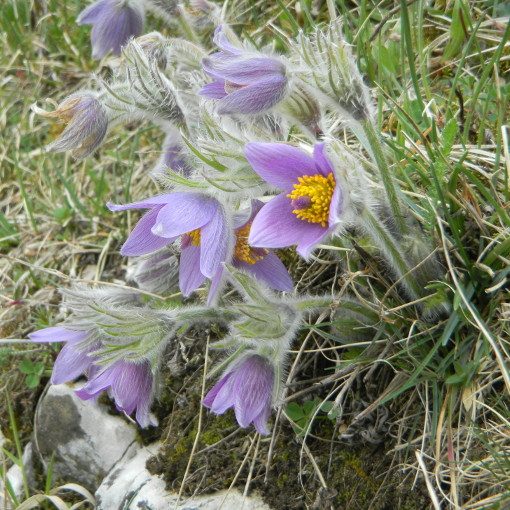 Pulsatilla Steinerbrueckl1510x510 Küchenschelle blüht lila auf Magerrasen